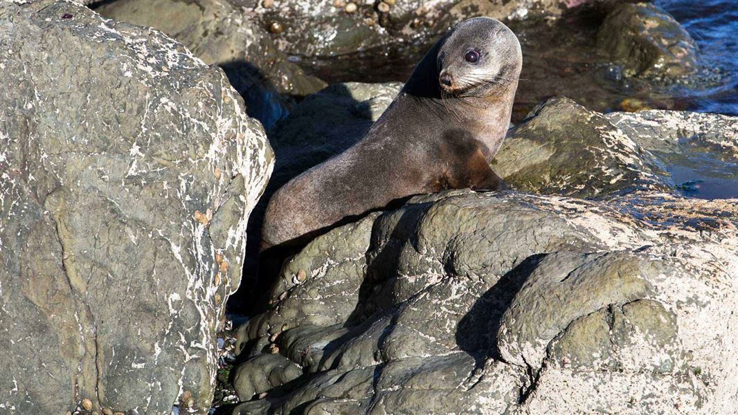 Seals coming ashore in unexpected places near Manukau Harbour Media