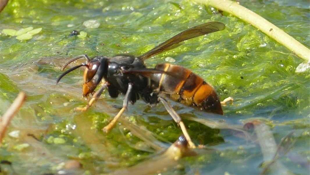 Close up of a wasp with a black torso and brown and orange body and yellow legs. It is resting on a gelatinous green water surface. 