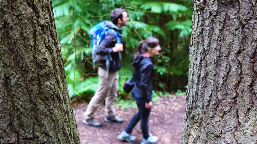 Hamner Forest Park walking track.
