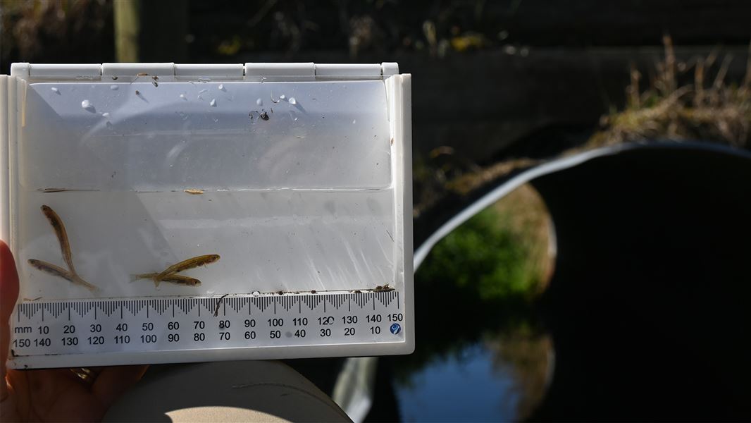 Gollum galaxiids from Waimatuku Stream