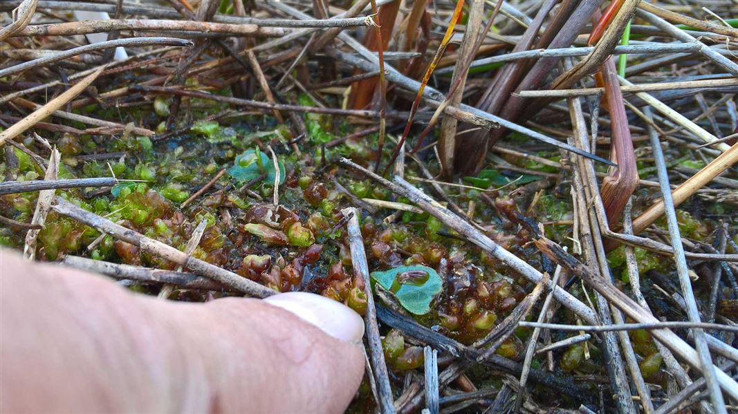 Close up of the swamp helmet orchid, with a finger for scale.