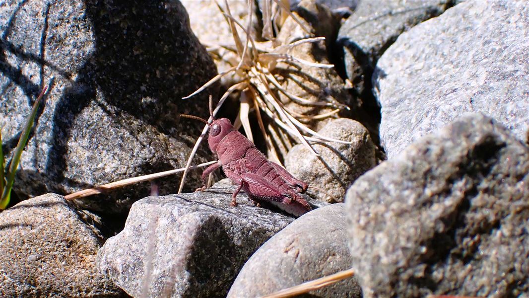 A deep pinky brown grasshopper sitting on a rock. 