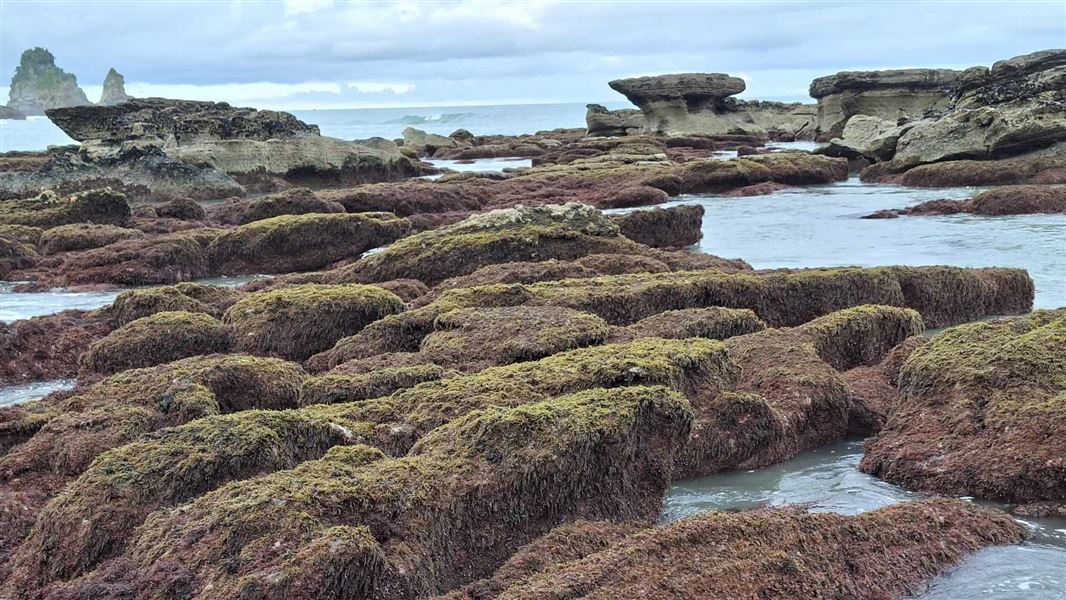 Kelp covered rocks at 12 Mile on the West Coast in 2026.