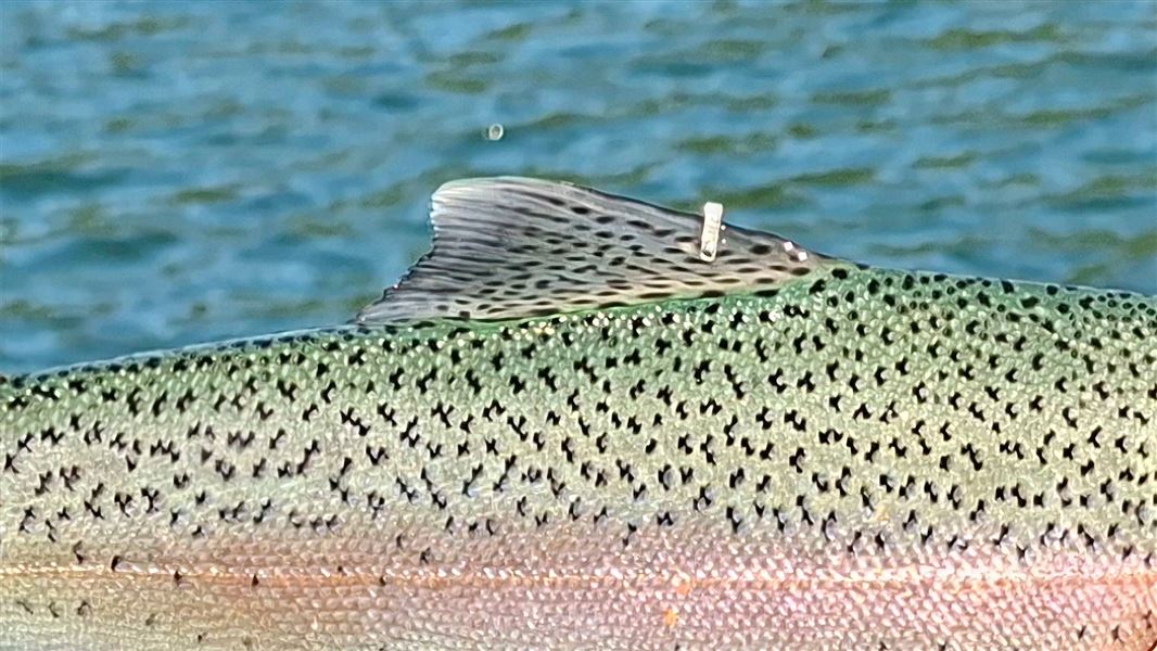 Extreme close up of part of a rainbow trout showing a tag sitting on its fin. 