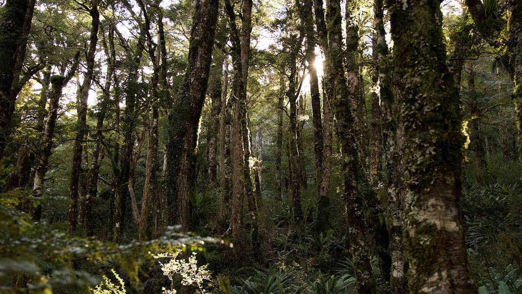 Bush on the East Holdsworth Track. 