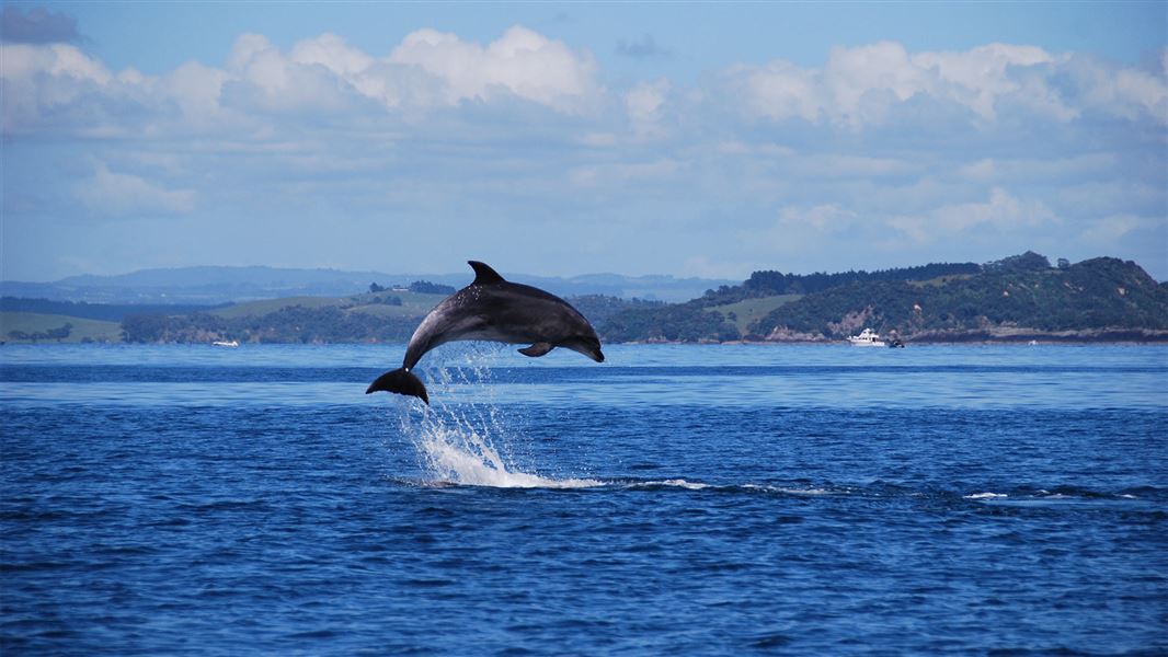 Bottlenose dolphin in the Bay of Islands