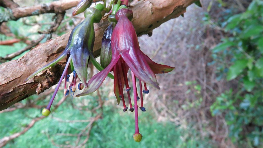 Fuchsia flowers. 