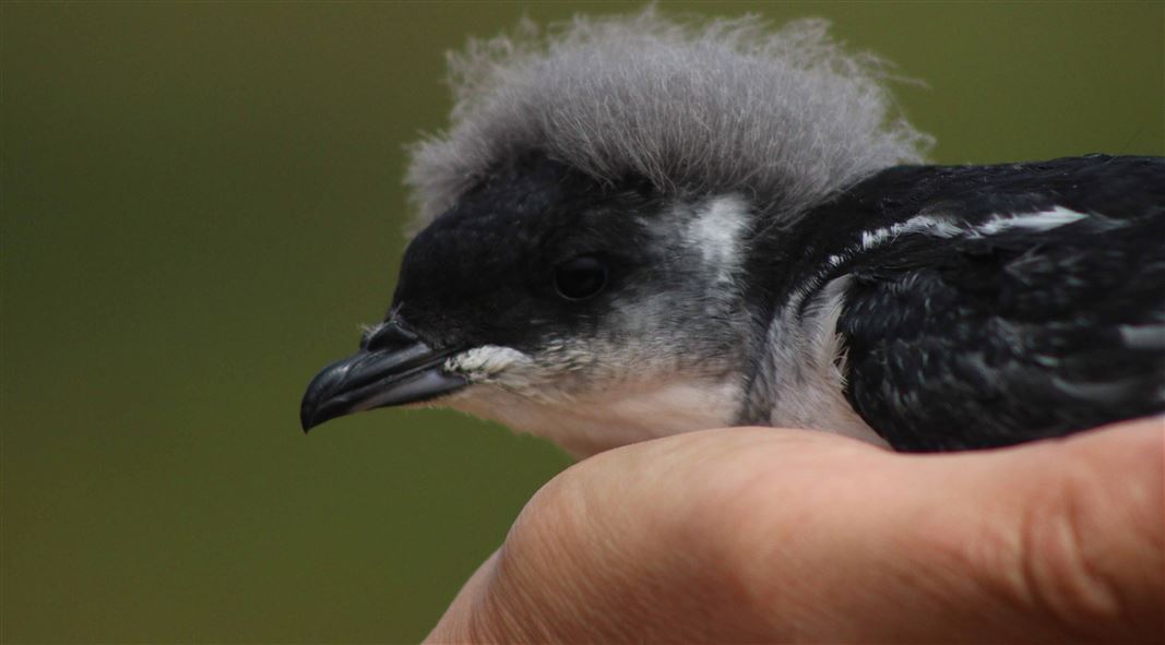 Whenua Hou diving petrel. 