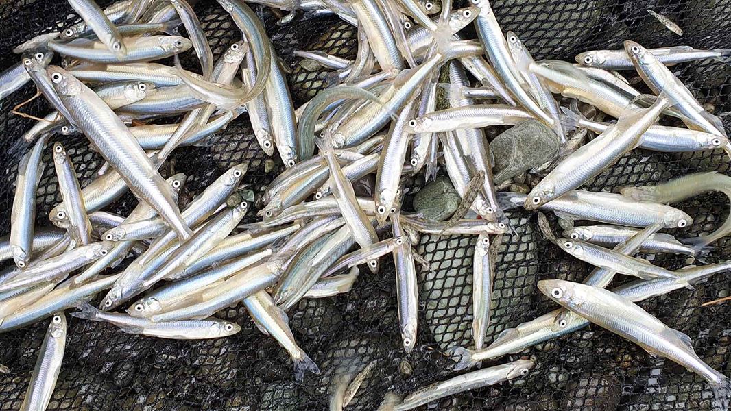 A mix of common and Stokell’s smelt, Rakitata hāpua. 