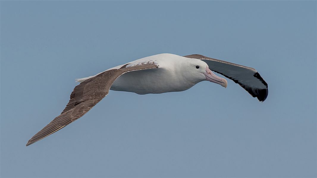 Northern royal albatross off Chatham Island