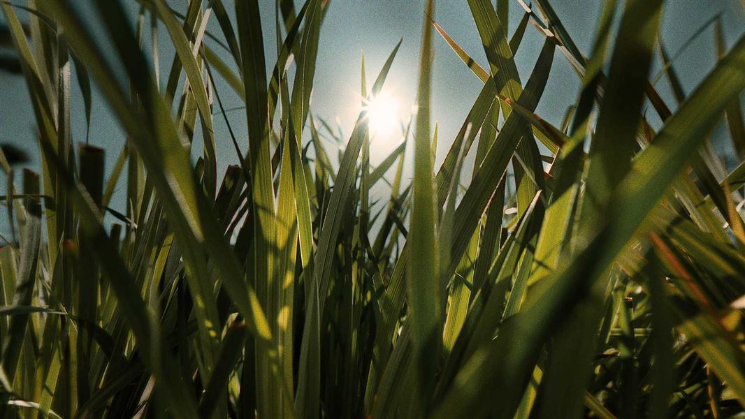 Sunlight through grass. 