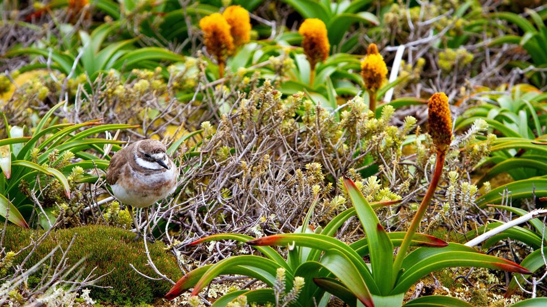 Restoring Auckland Island - the Maukahuka project