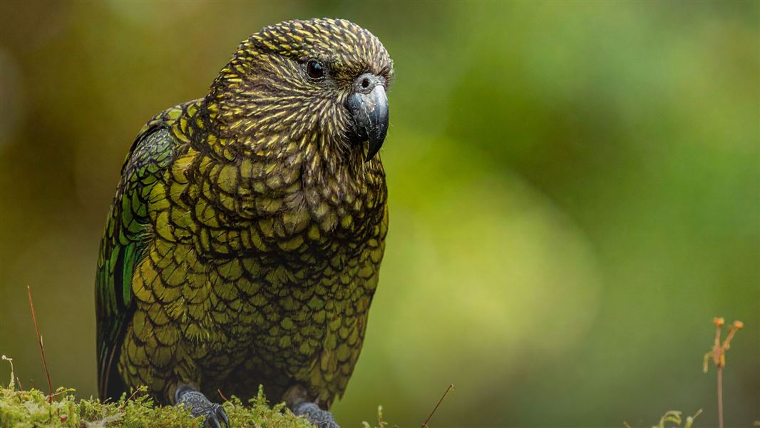 Kea. 