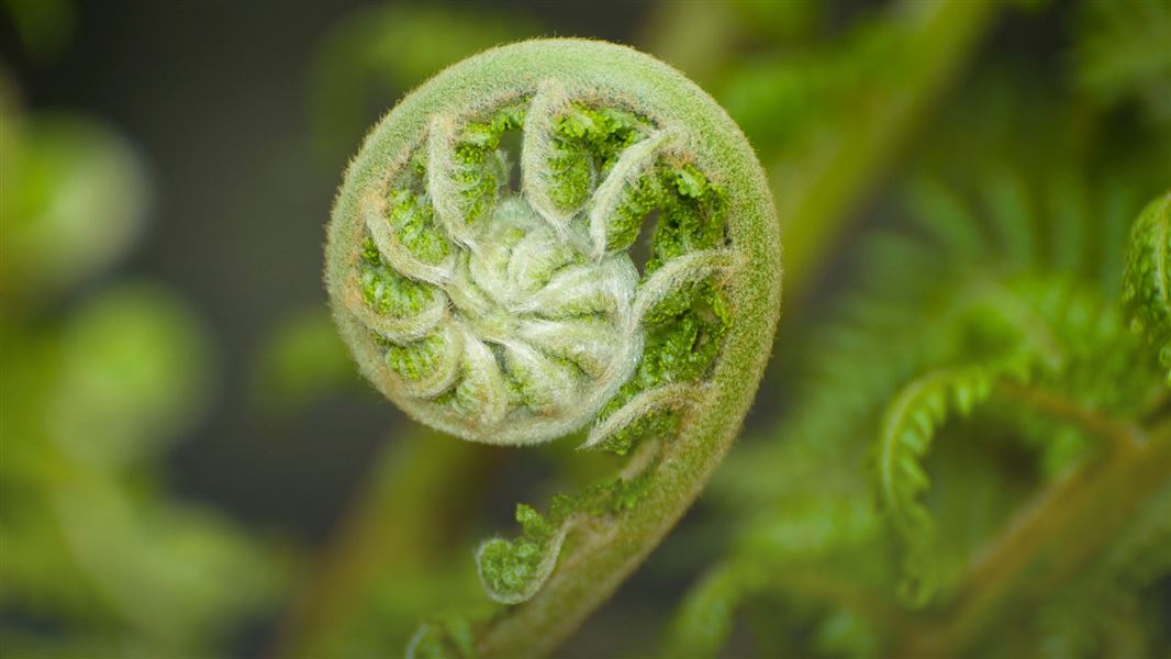 Koru. 