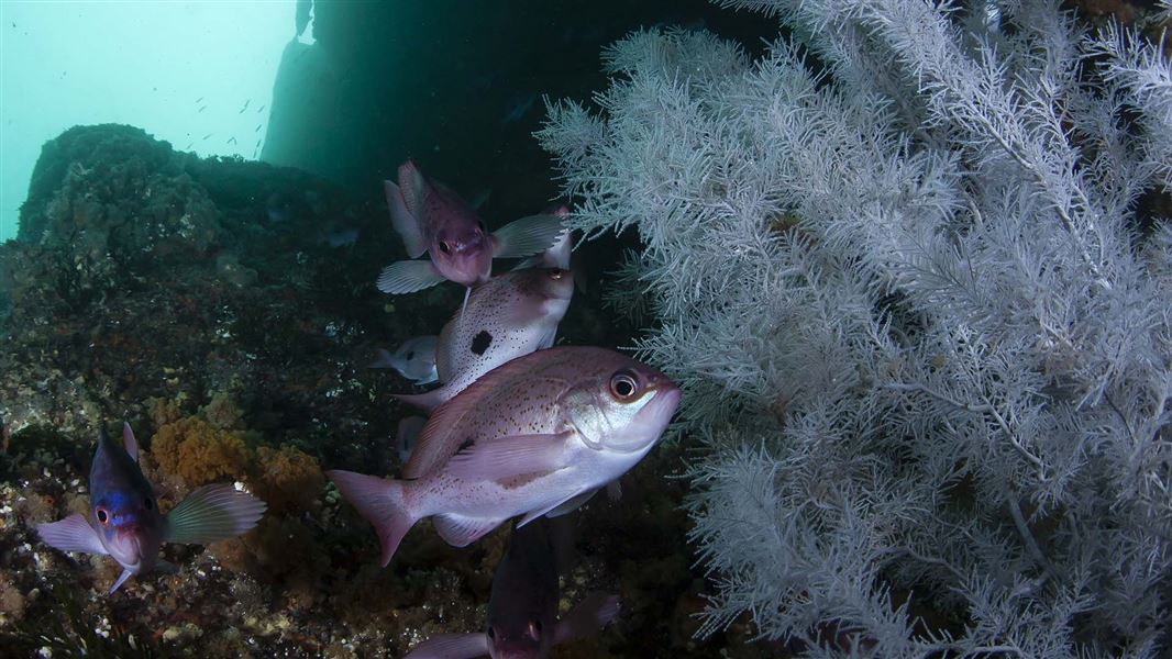 Purple-silvery fish swim by rocks and coral.