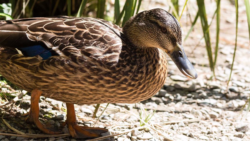 A duck perched on gravelly ground.