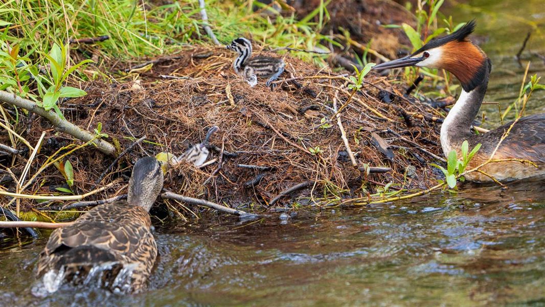 A duck swims up to a nest to eat newly hatched chicks.
