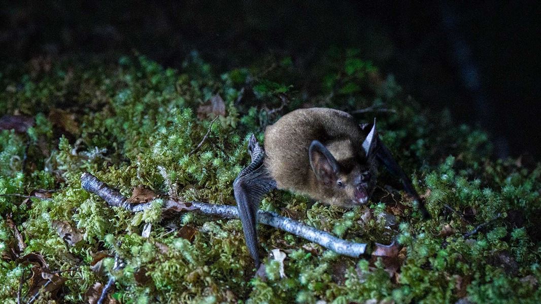 Nighttime close up shot of a bat foraging on the ground.