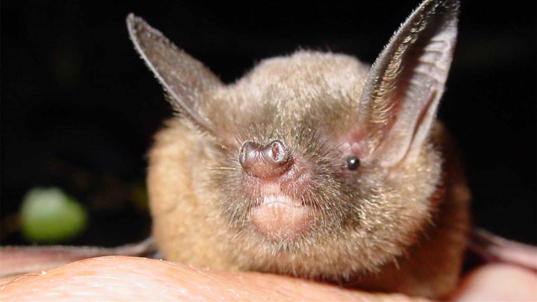 Close up of short-tailed bat.