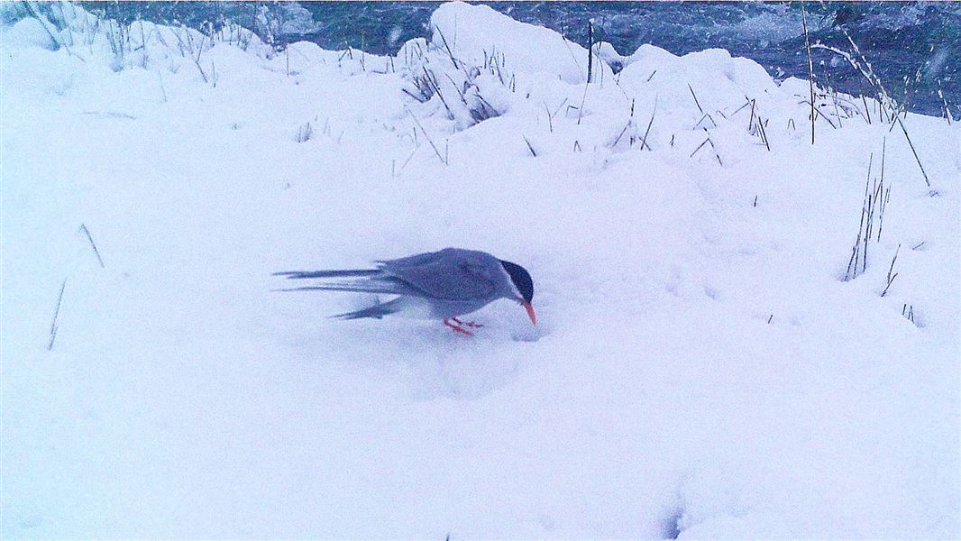 A bird pokes its beak down a hole in the snow.