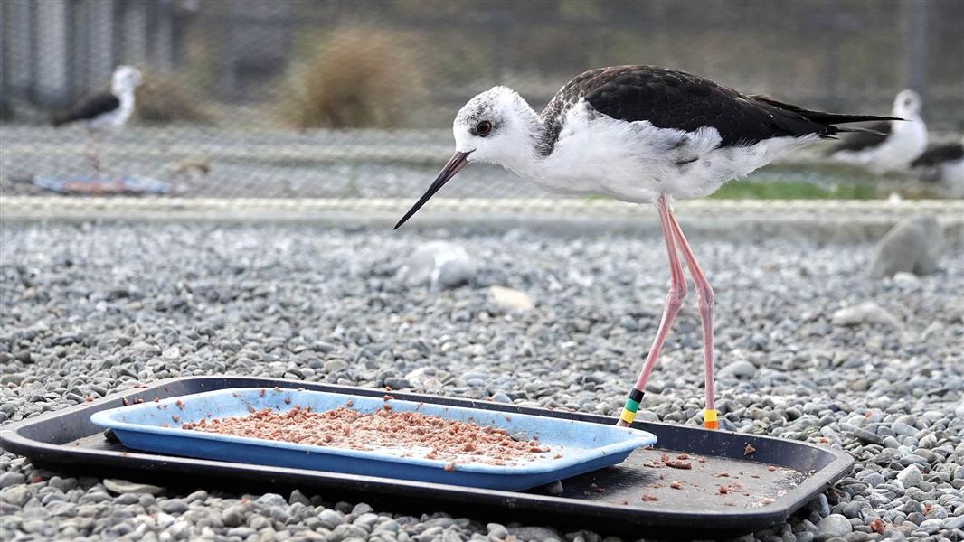 Young bird with long, spindly legs approaches a tray of food.
