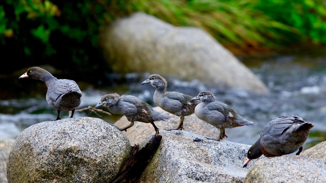 Whio adults with a line of ducklings crossing over river rocks. 