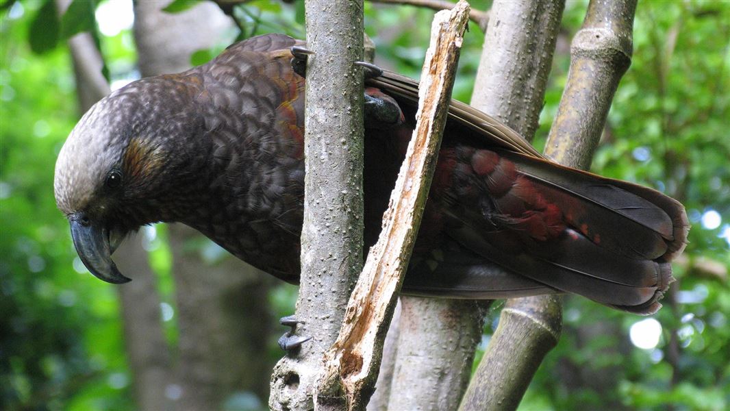 Close up of a kākā, a type of parrot, on a tree branch.