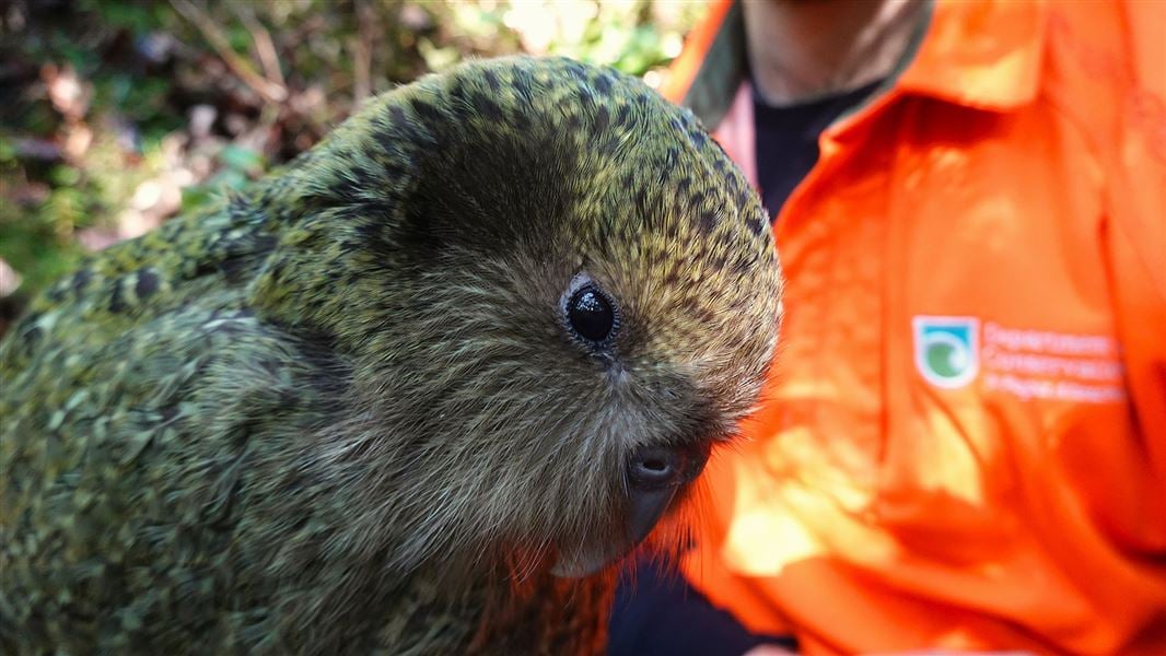 Closeup of a fluffy green parrot's head, high viz jacket visible in the background.
