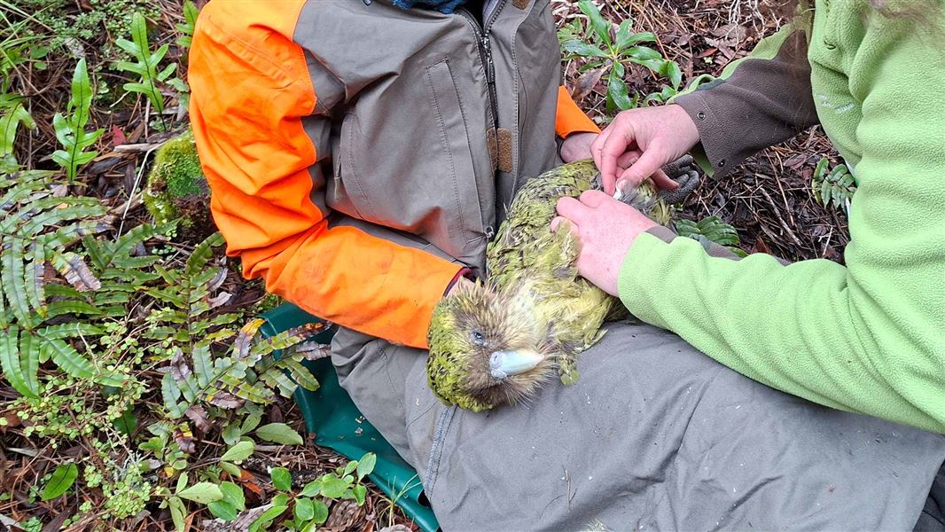 Close up of a kākāpō laying on a person's lap while a second person checks its body. 