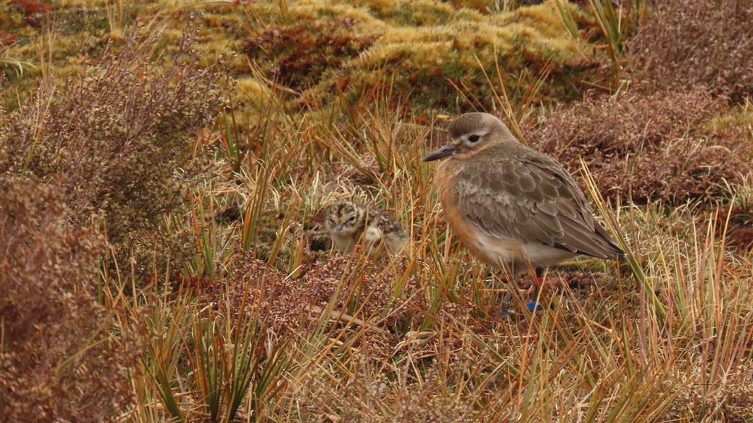 Mother bird stands proudly beside its chick.