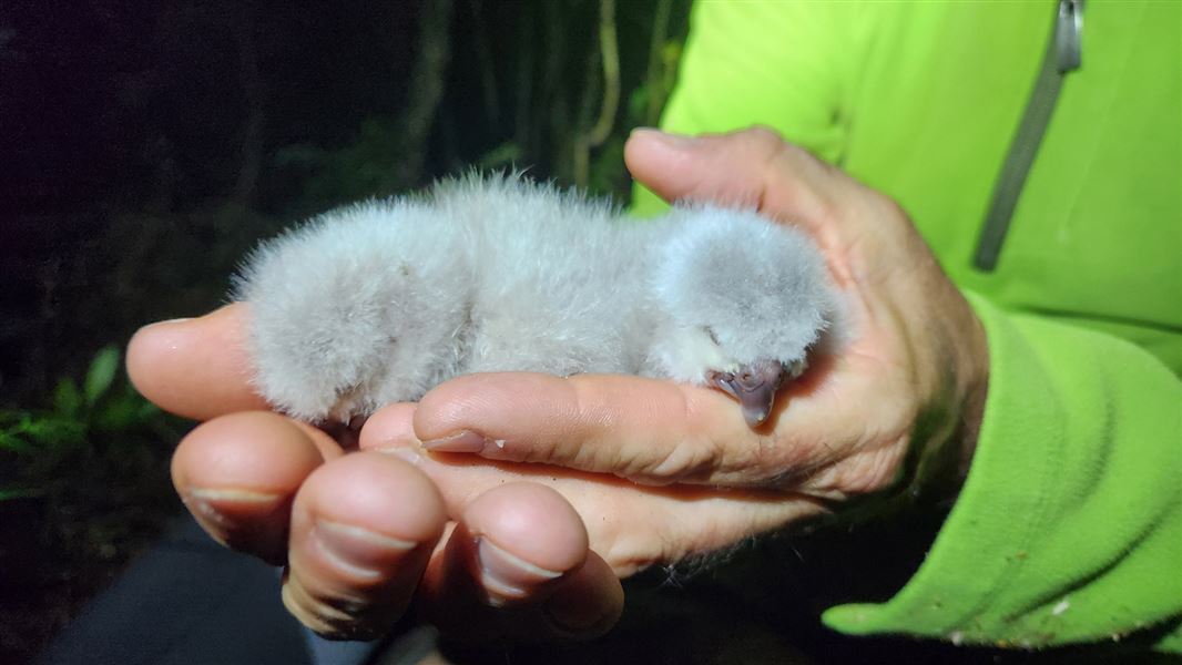 Two fluffy chicks are craddled in a person's hands.