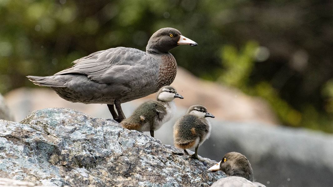 Duck with two ducklings perched on a rock.