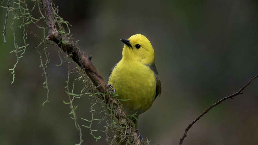 A small, bright yellow bird perched on a branch.