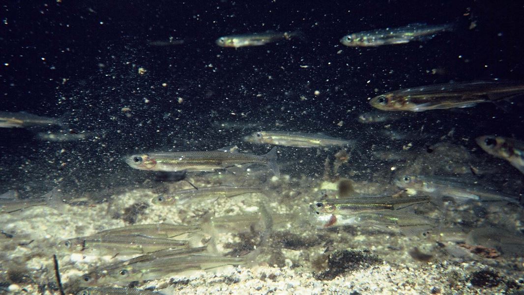 A cluster of thin tube-like translucent fish swim near the sandy bottom.