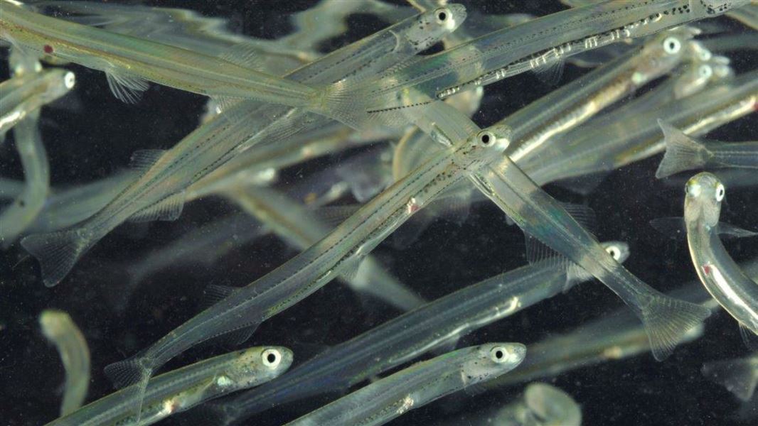 Close up of inanga whitebait swimming in water. 