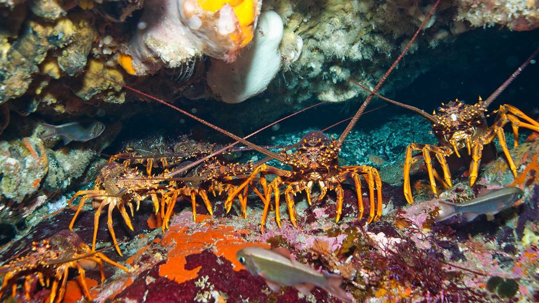A group of lobsters lurk under a rock.