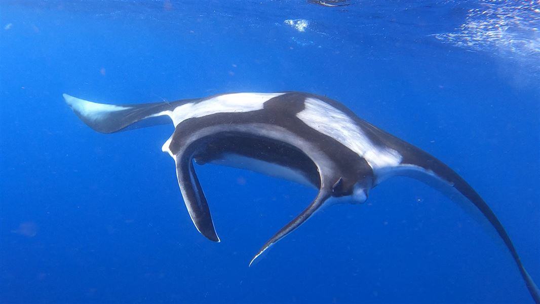 A single manta ray swims in the water.