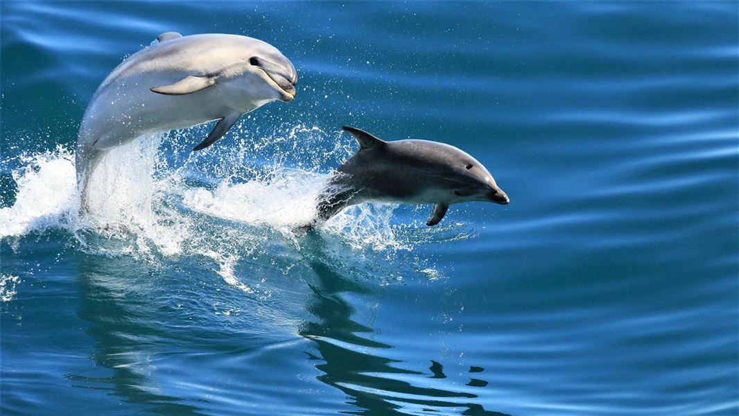 Bottlenose dolphin: New Zealand marine mammals