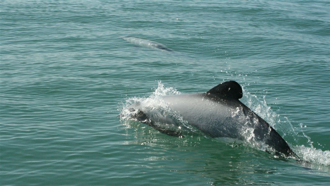 A dolphin with distinctinve Mickey Mouse ear shaped fins diving through water. 