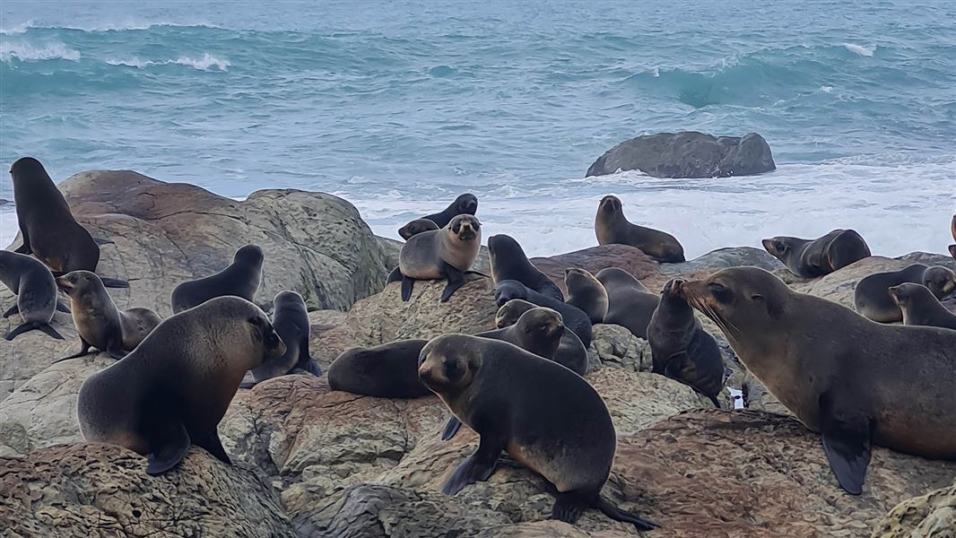 A group of about 15 fur seals sitting on rocks near the shore.