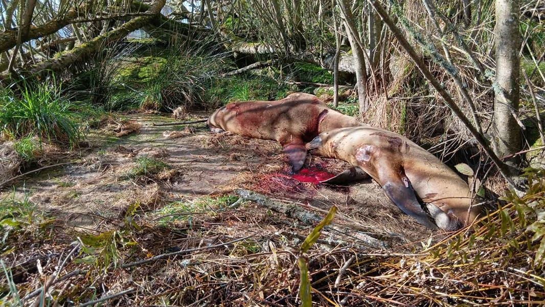 Two dead sea lion carcasses in a wooded area near a shore.