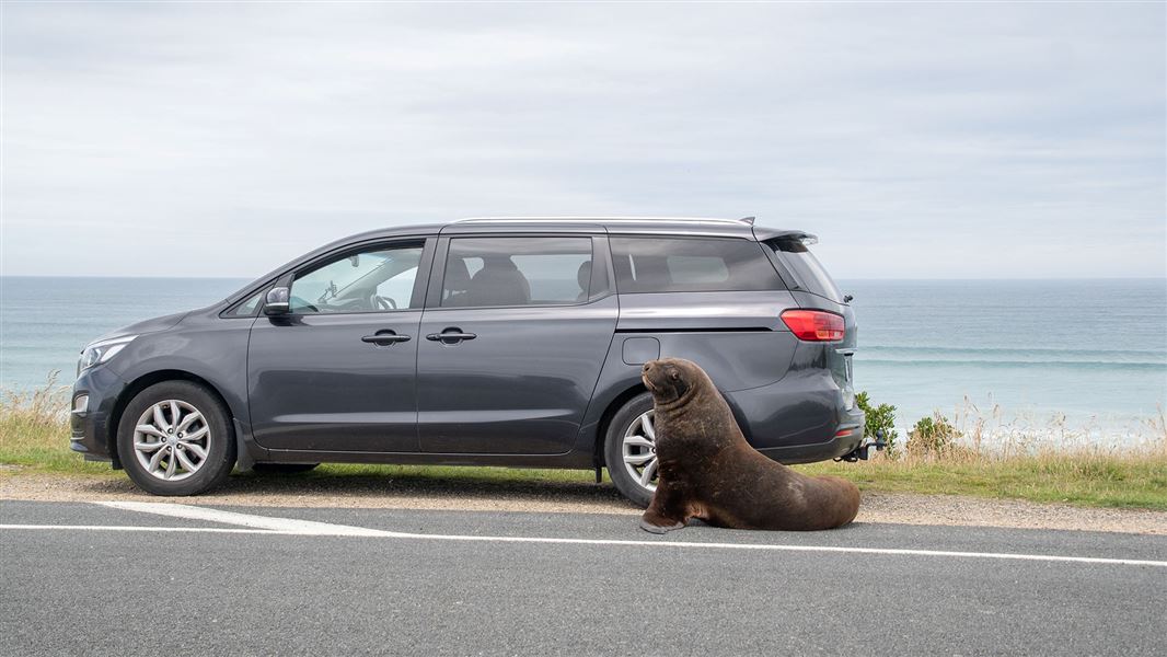 A sea lion sitting on a road beside a car.
