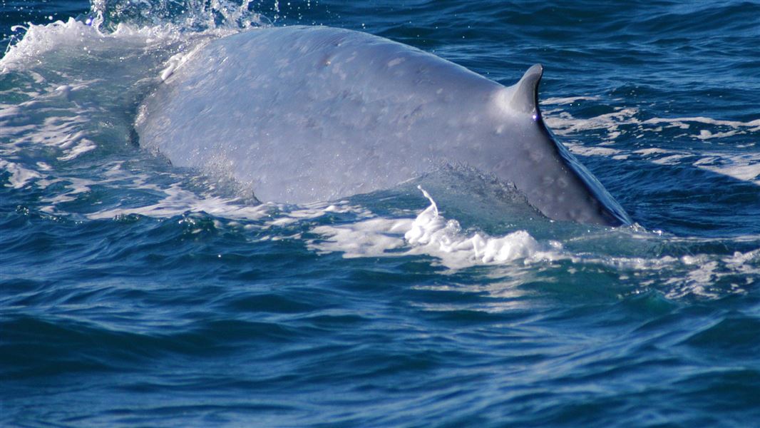 Blue whales: Marine mammals