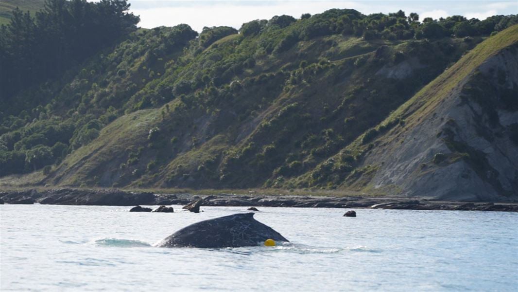 A whale swims in the sea near the shore. Steep hills loom in the background.