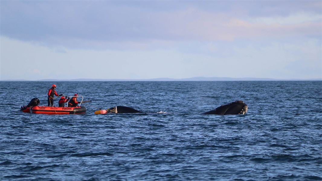 A crew of three in a small water craft work to untangle a whale from the buoy line.