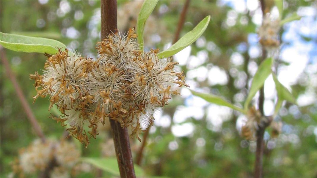 Olearia hectorii with ripe seed. 