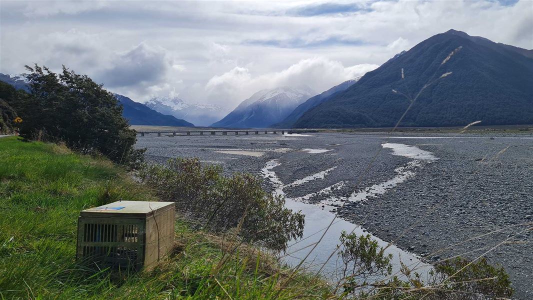 A predator trap inside a wooden box on a grassy patch overlooking a wide braided river valley.