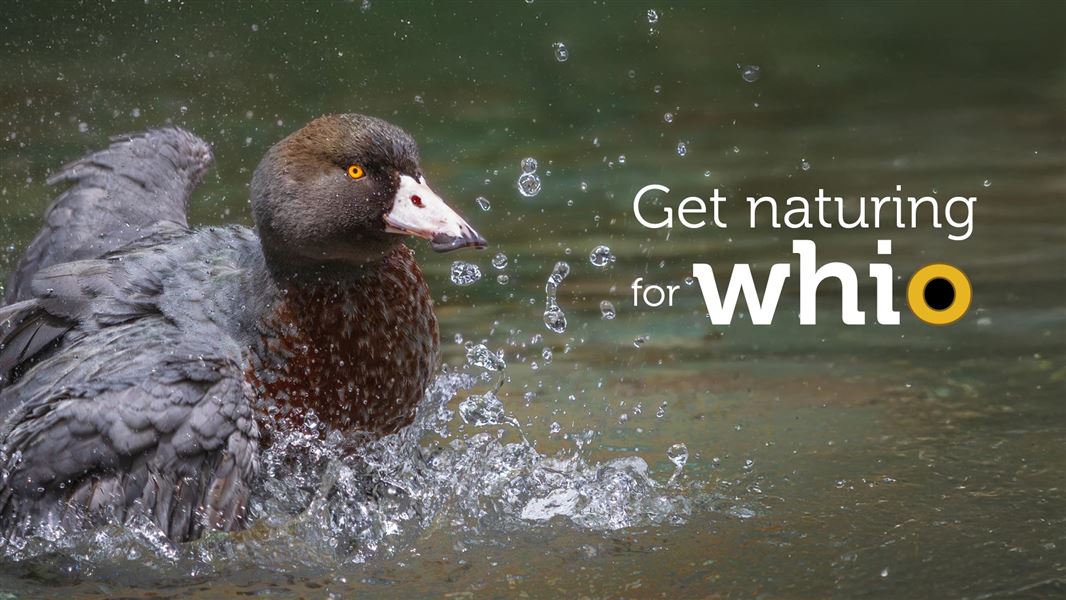 Whio on the river with text over top 'Get naturing for whio'. 