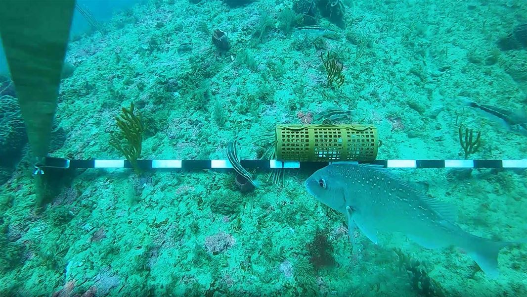 Underwater view of several fish circling a bait station on the sea floor.