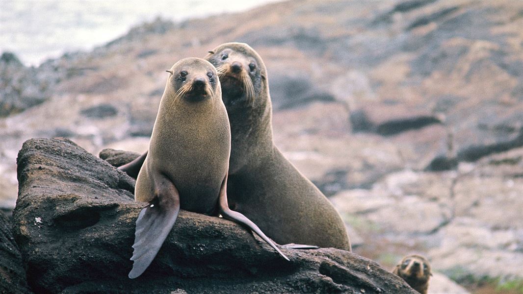 Two New Zealand fur seals on a rock, South East Island, Chatham Islands.